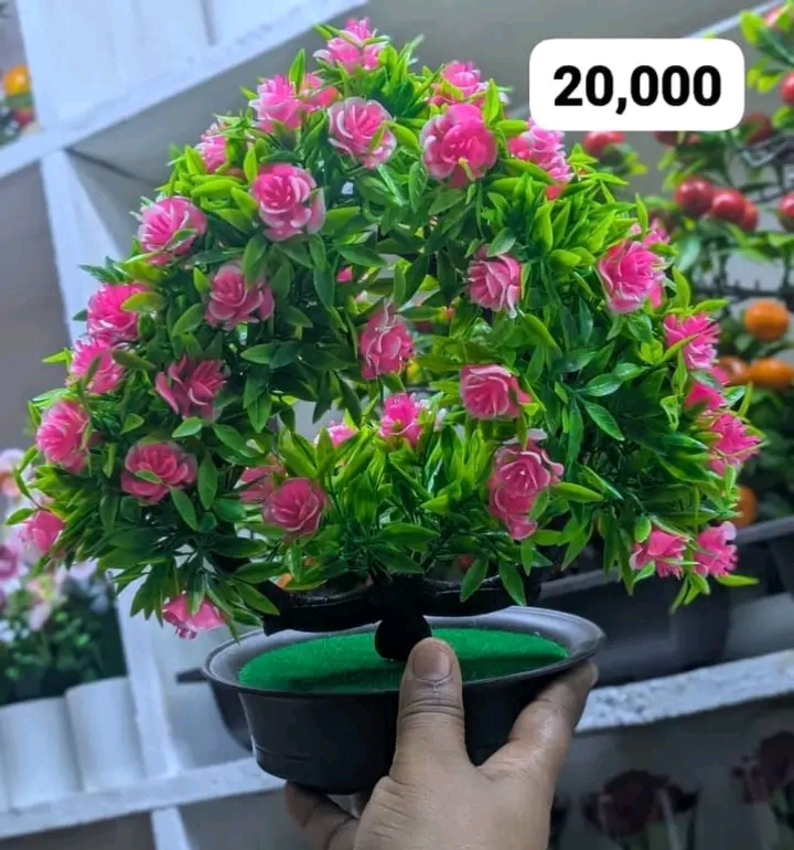 Pink flowers