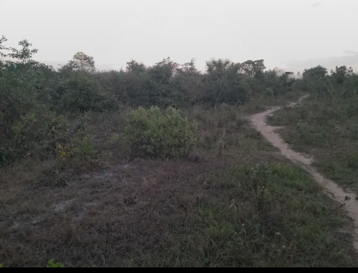 Shamba